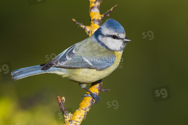 Eurasian Blue Tit, adult perched on a branch